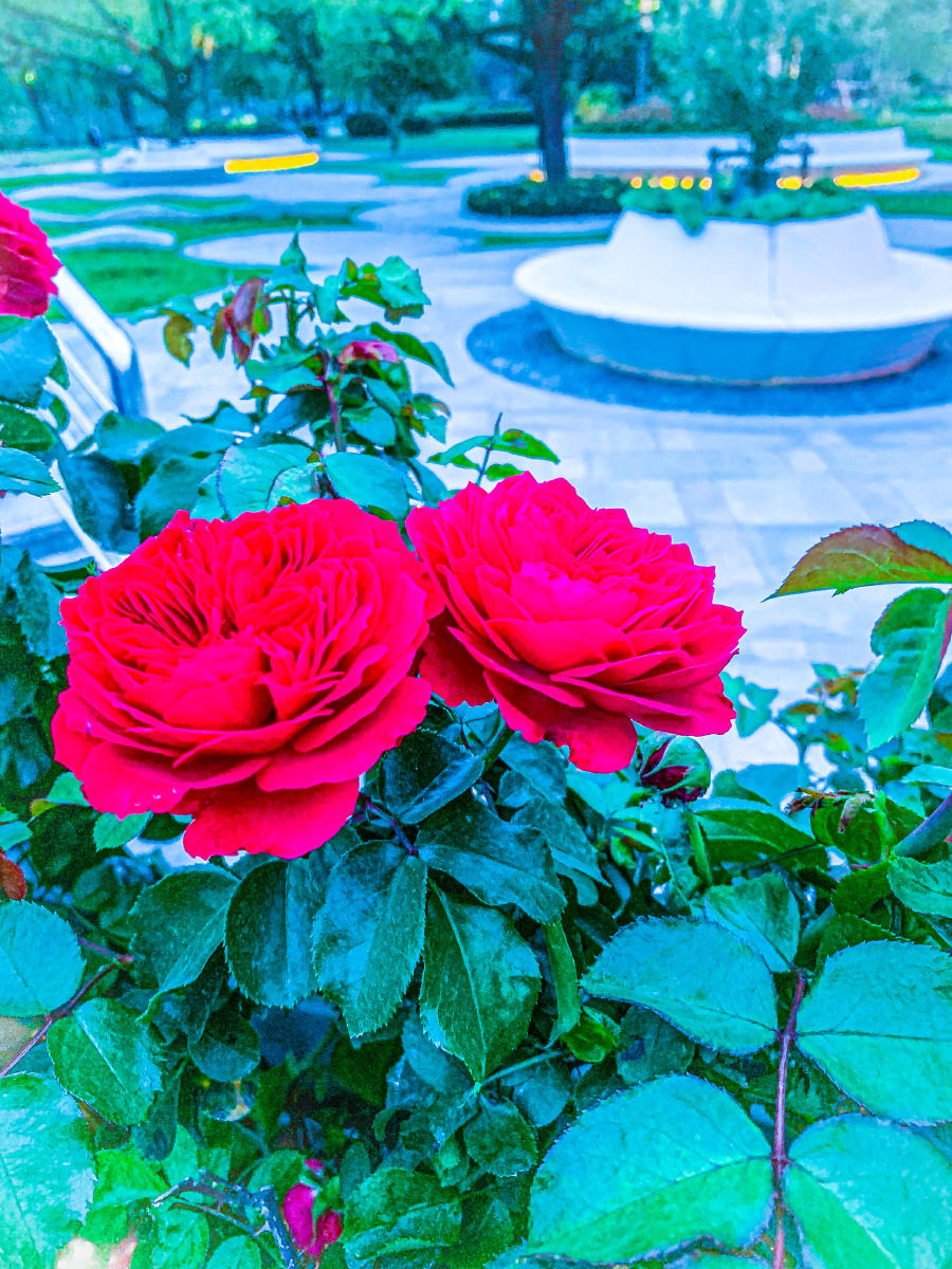 并蒂花月季95中国玫瑰95摄影师月牙关注