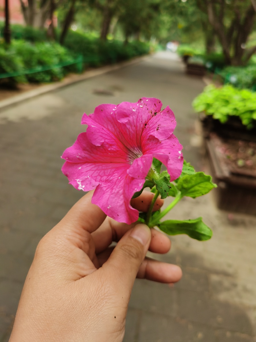 送自己一朵小红花,安慰一下自己.