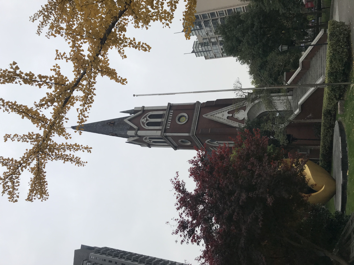 曹家渡天主教堂深秋银杏叶大教堂