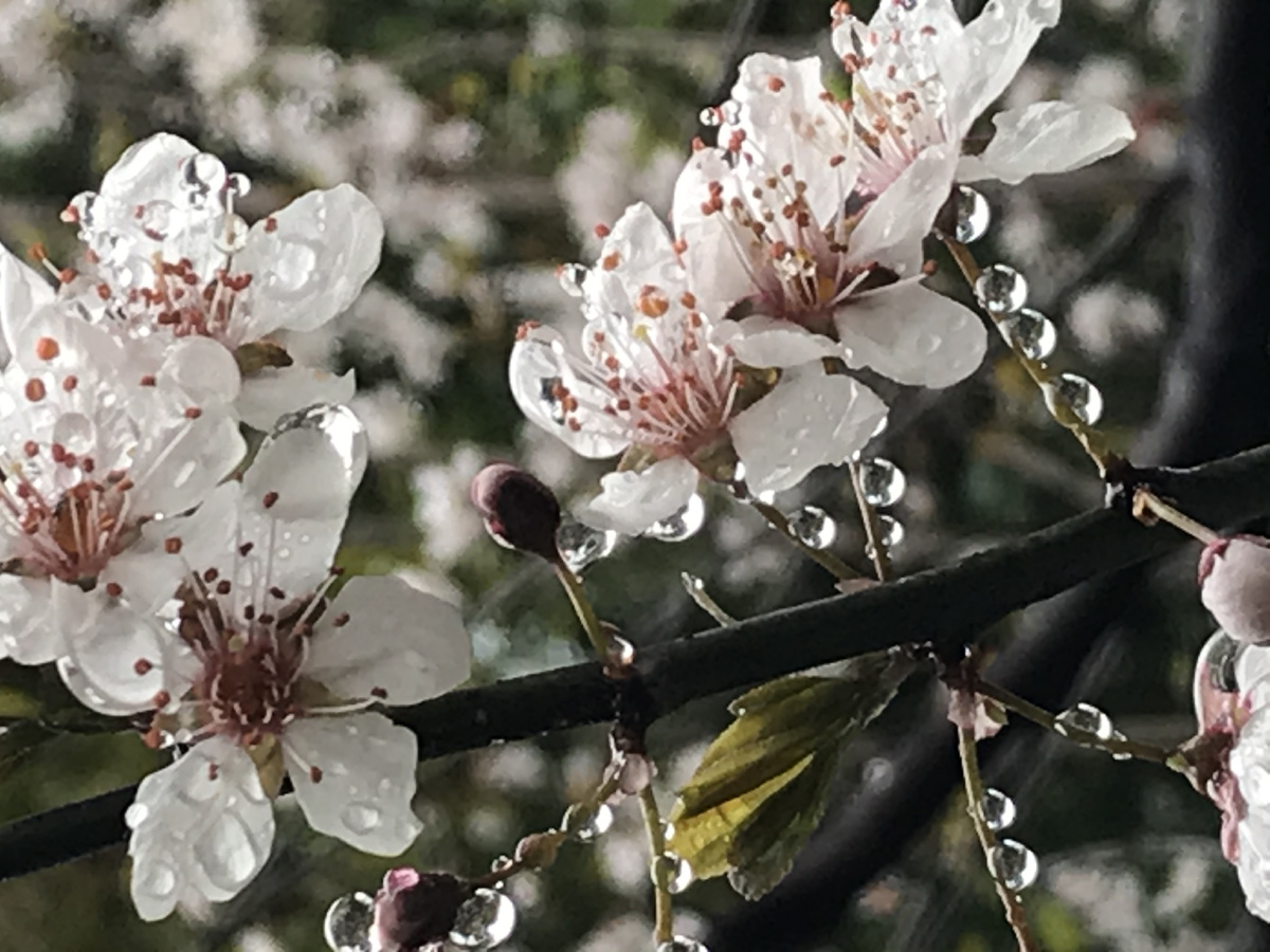 细雨绵绵的早晨雨中的小花与晶莹剔透的水滴在无声述说着春天来了