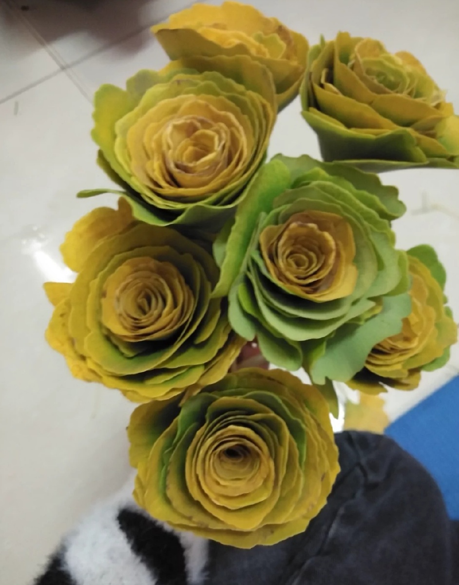 银杏叶玫瑰 - 杨802844