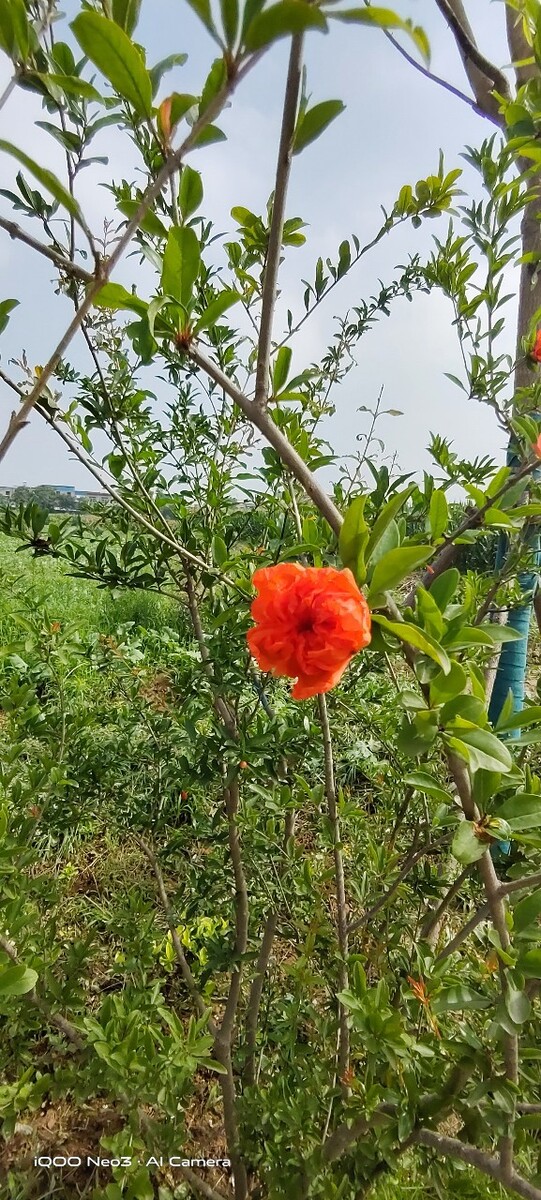石榴花开