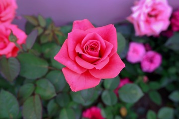 7195C7FE-B189-47C9-A7CE-04066BB83F1A/L0/001