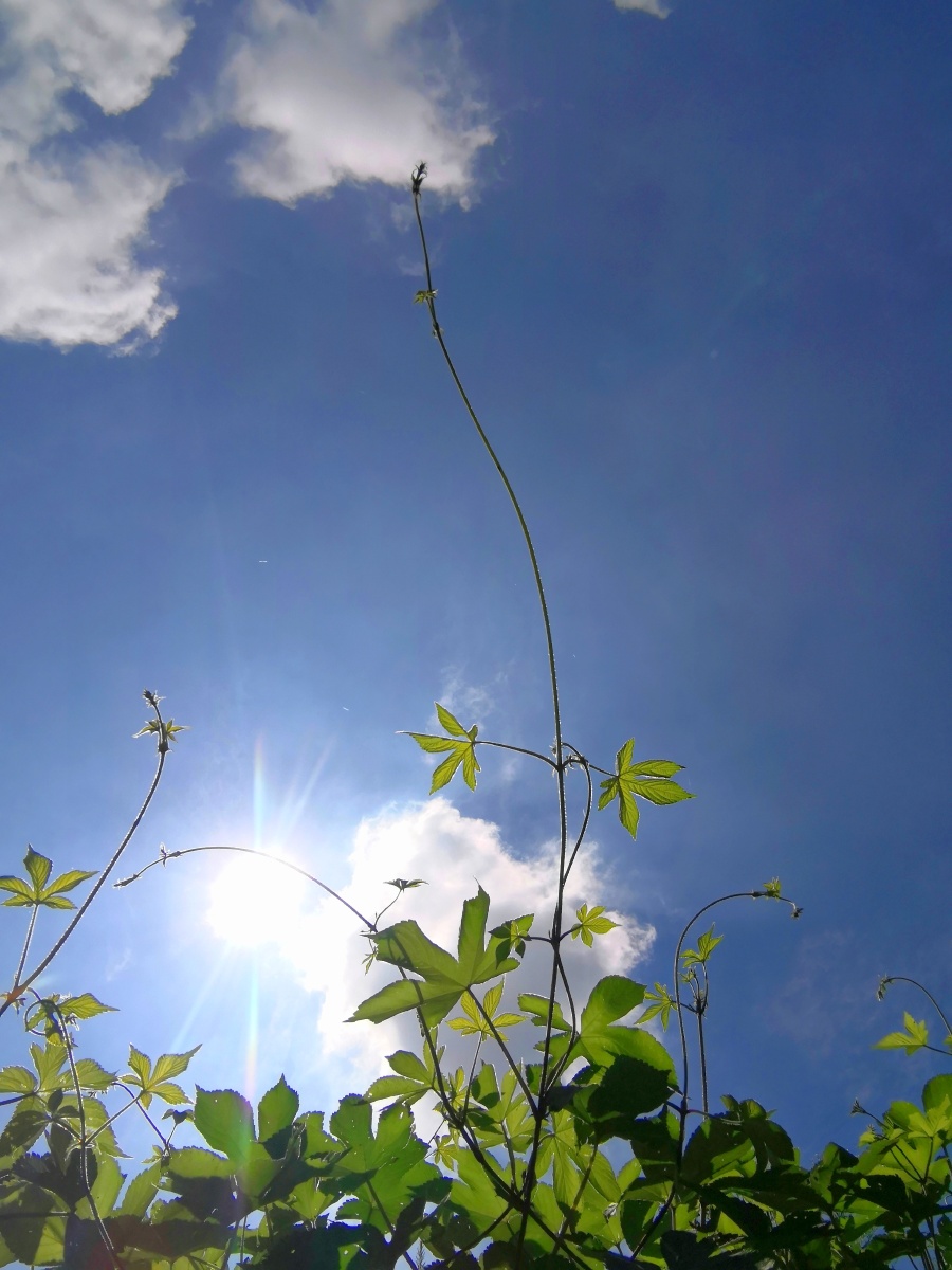 阳光下藤蔓的妖娆