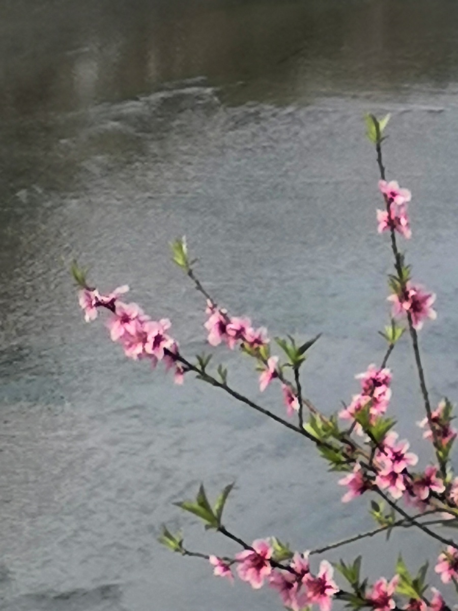 水中桃花别样红
