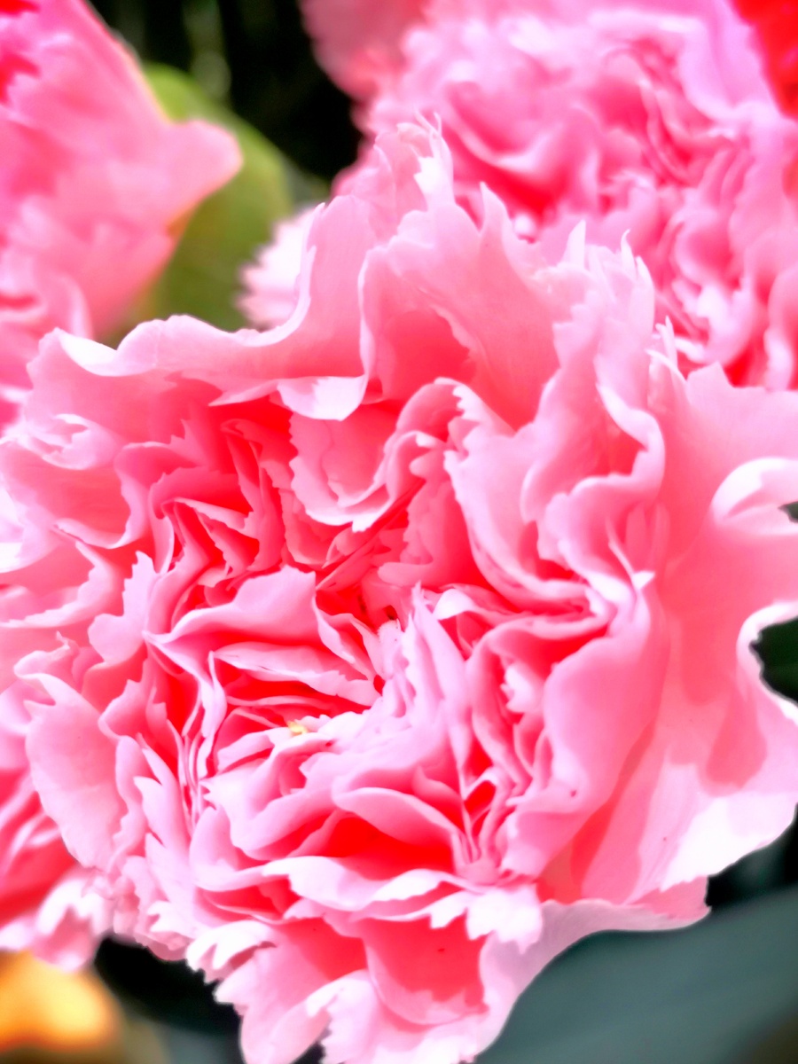 发一枝康乃馨祝全国所有的妈妈母亲节快乐