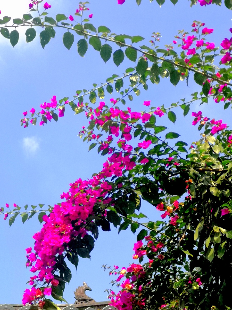 蓝天下的三角梅