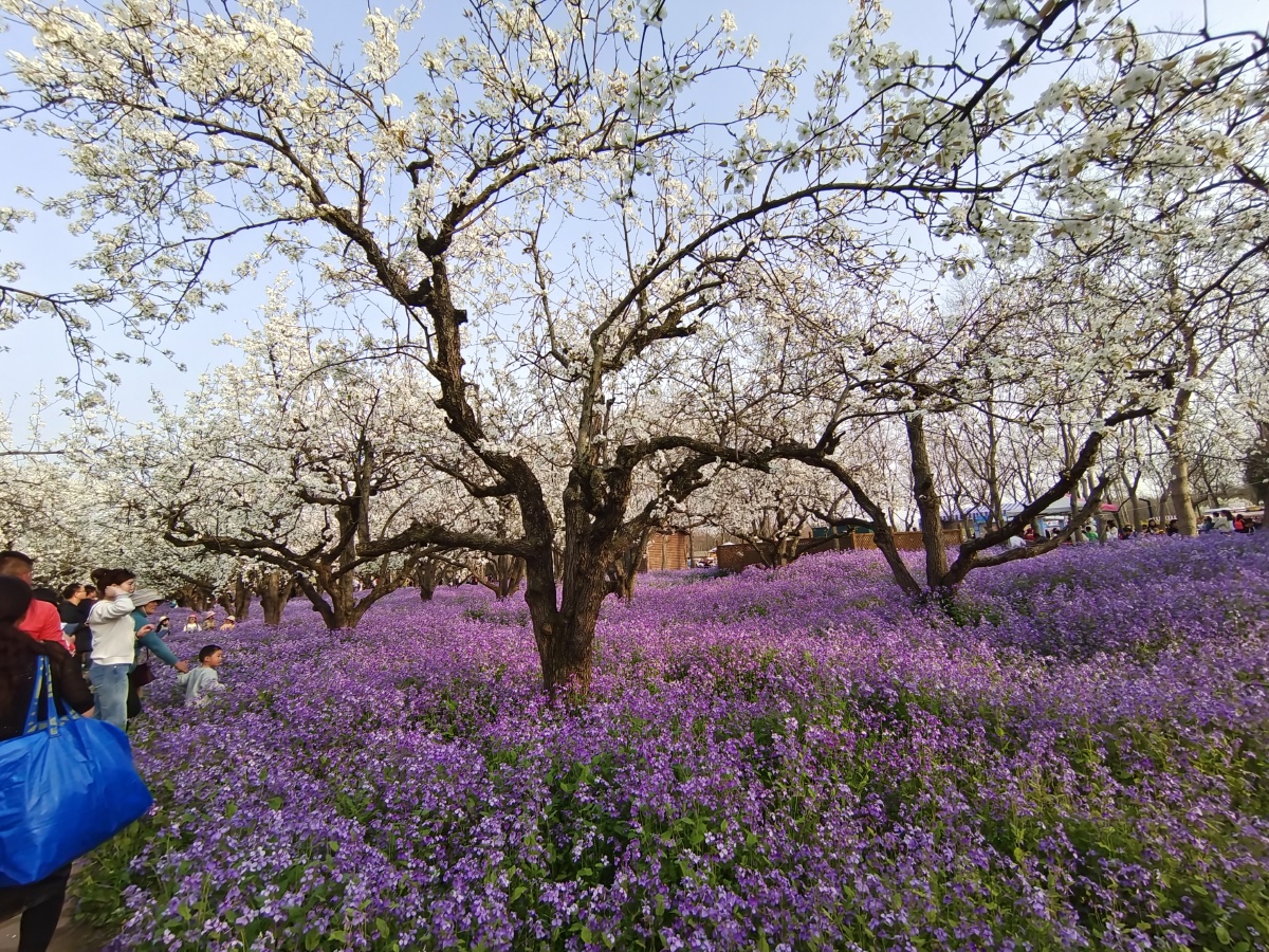 春天的三台山梨兰会美哉千树万树梨花开
