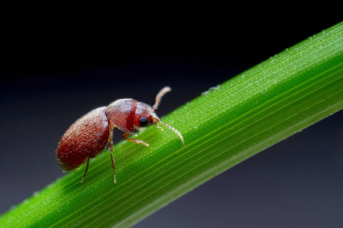 锯角毛窃蠹 - huaming - 图虫