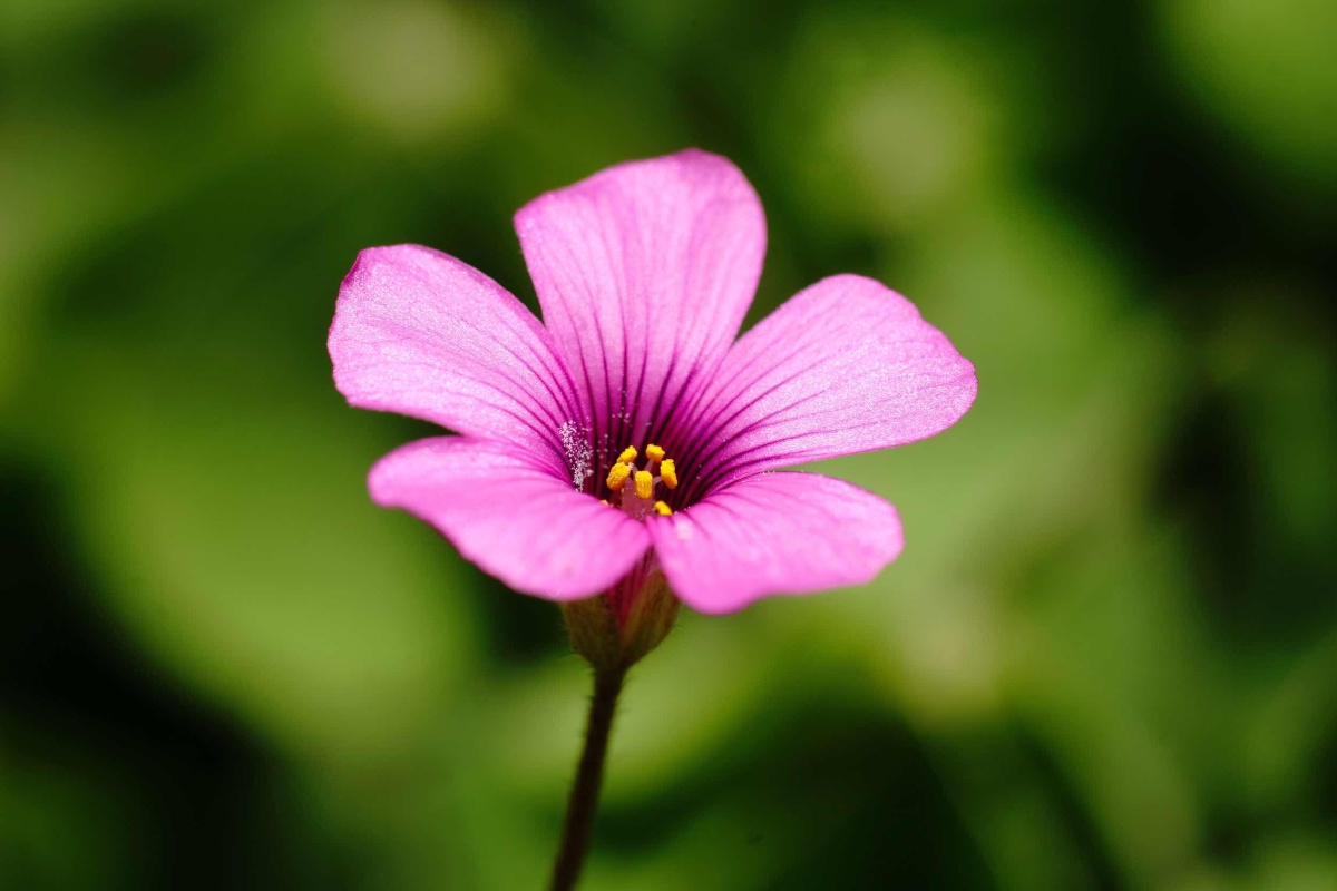 小花
