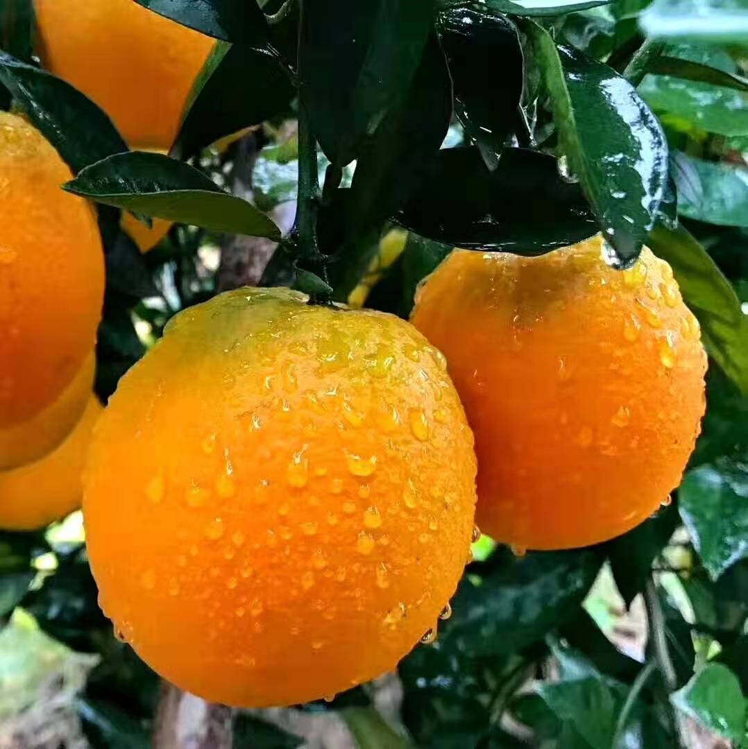 赣南脐橙来咯水分充足甜甜的很好吃