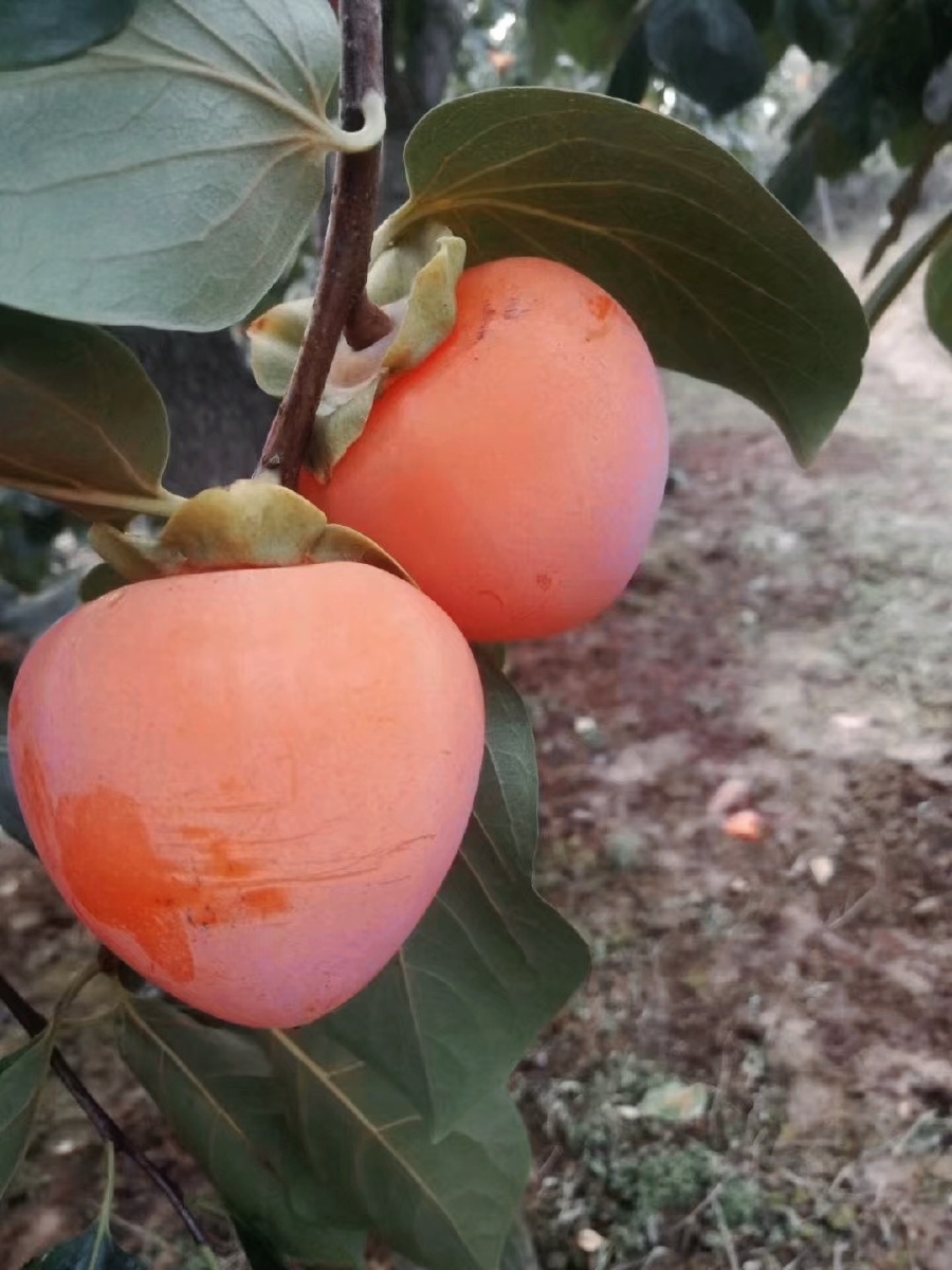 富平柿子熟了挂在树上像是一盏盏小红灯笼