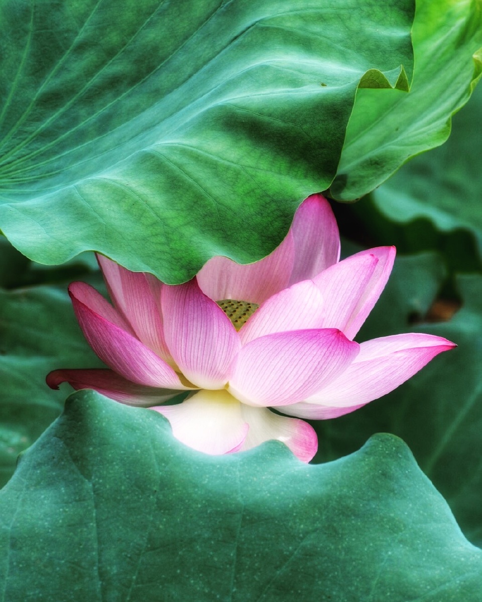 谁云夏日无春色,荷绿莲红总相宜