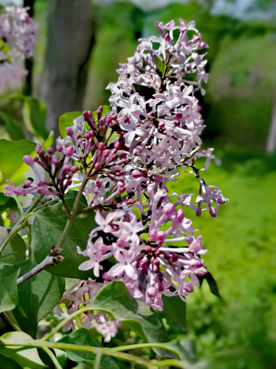 丁香花开满坡香