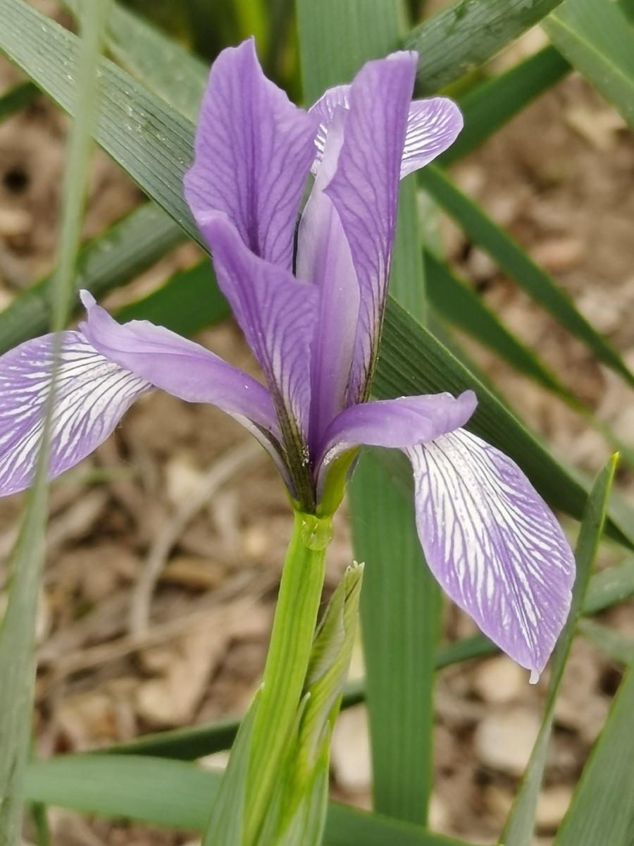 路边紫色的马蹄莲