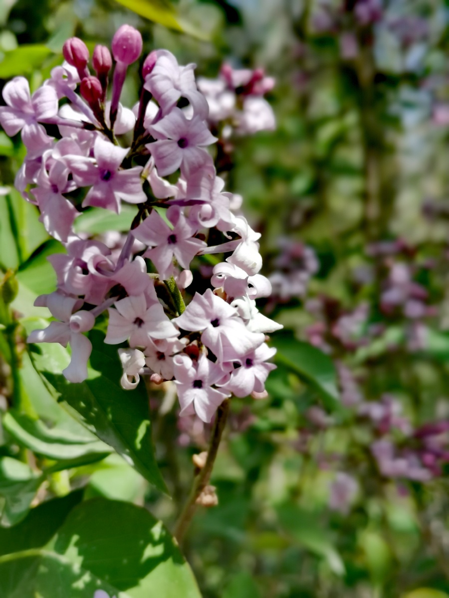 丁香花开满坡香