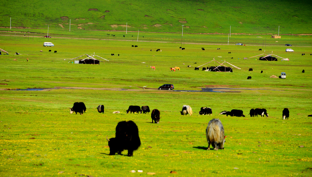 七月份的玉树嘉塘草原