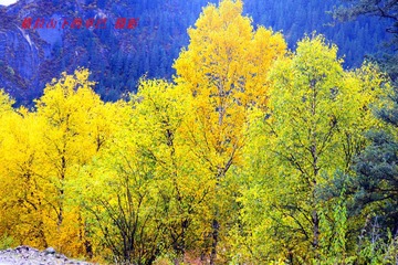 _AAA2171