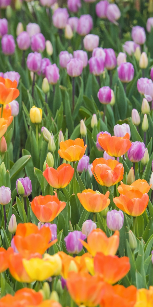 郁金香手机壁纸