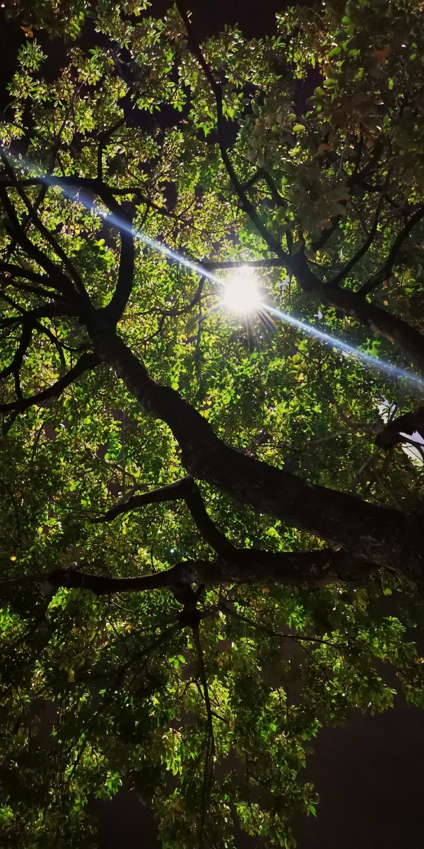 夜间灯光下的树