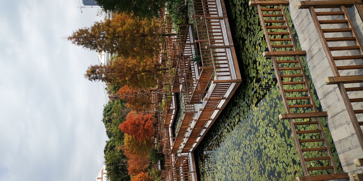 你好2021厦门五缘湾湿地公园冬天的水杉