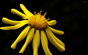 4366