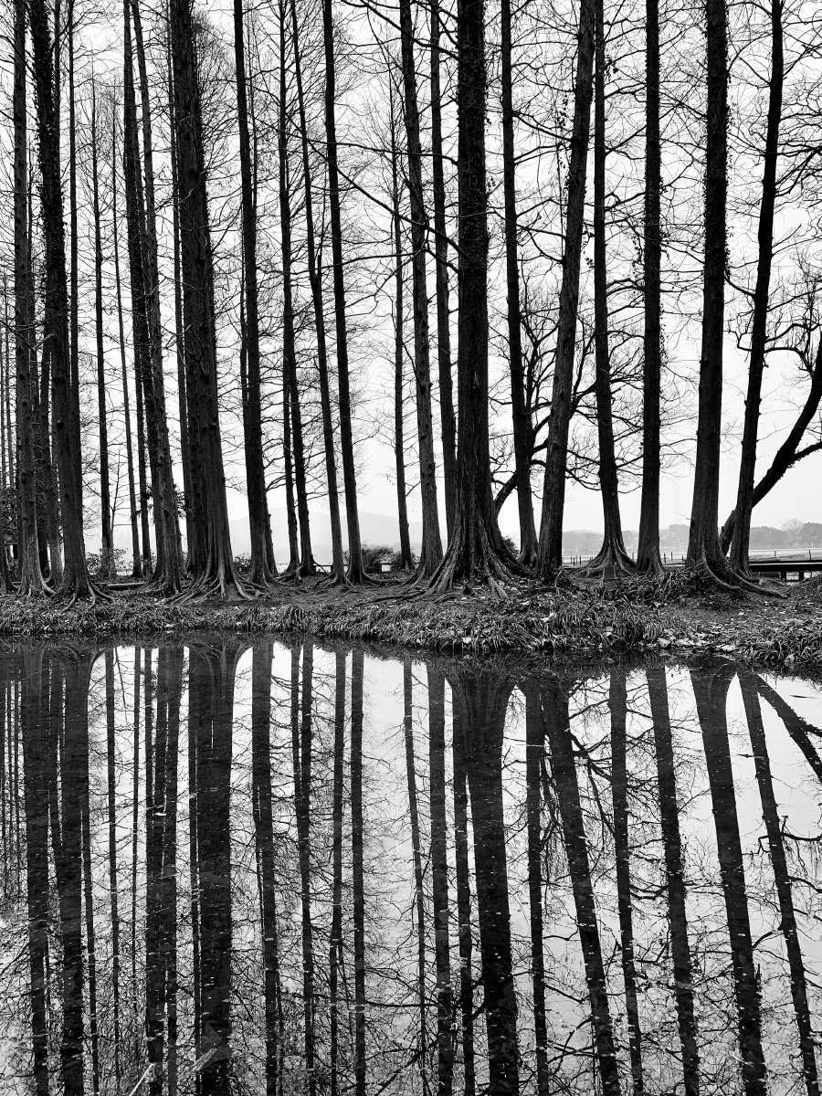 黑白西湖上下不分