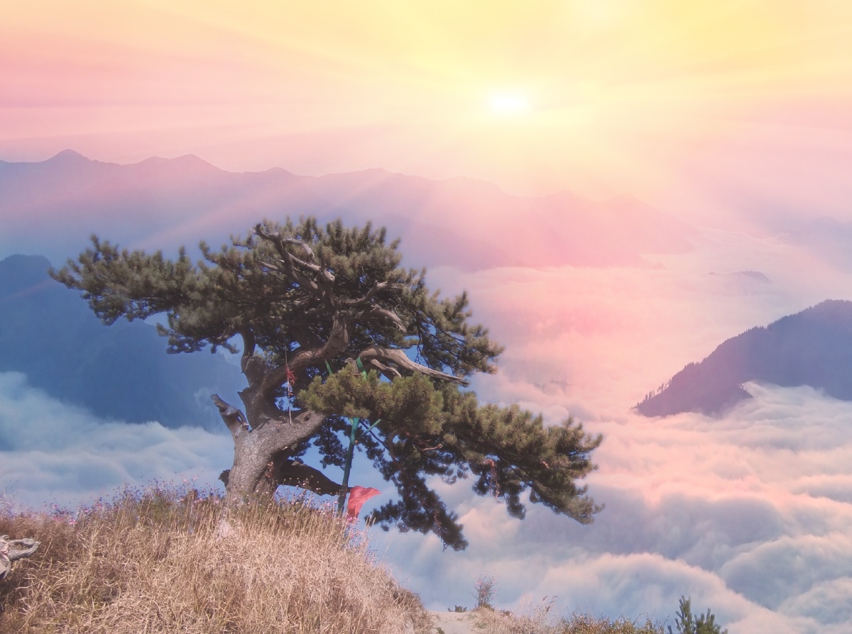 龙城西山旅游公路的龙松 - 心清似莲