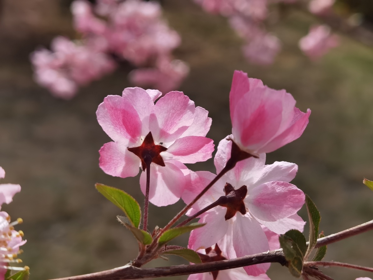 个风光摄影圈自然人文地理摄影组花绽放植物花瓣垂丝海棠还没有人打赏