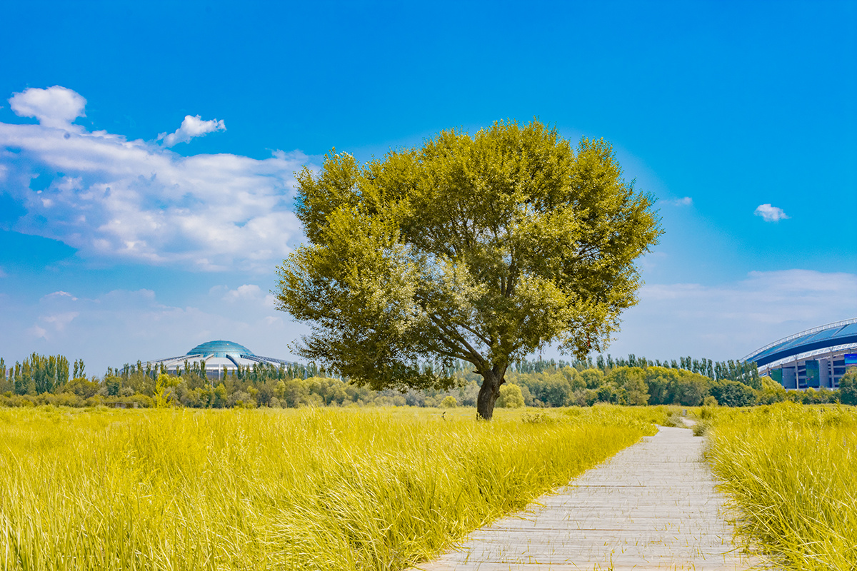 初秋树木草地摄影 - dia摄影 - 图虫