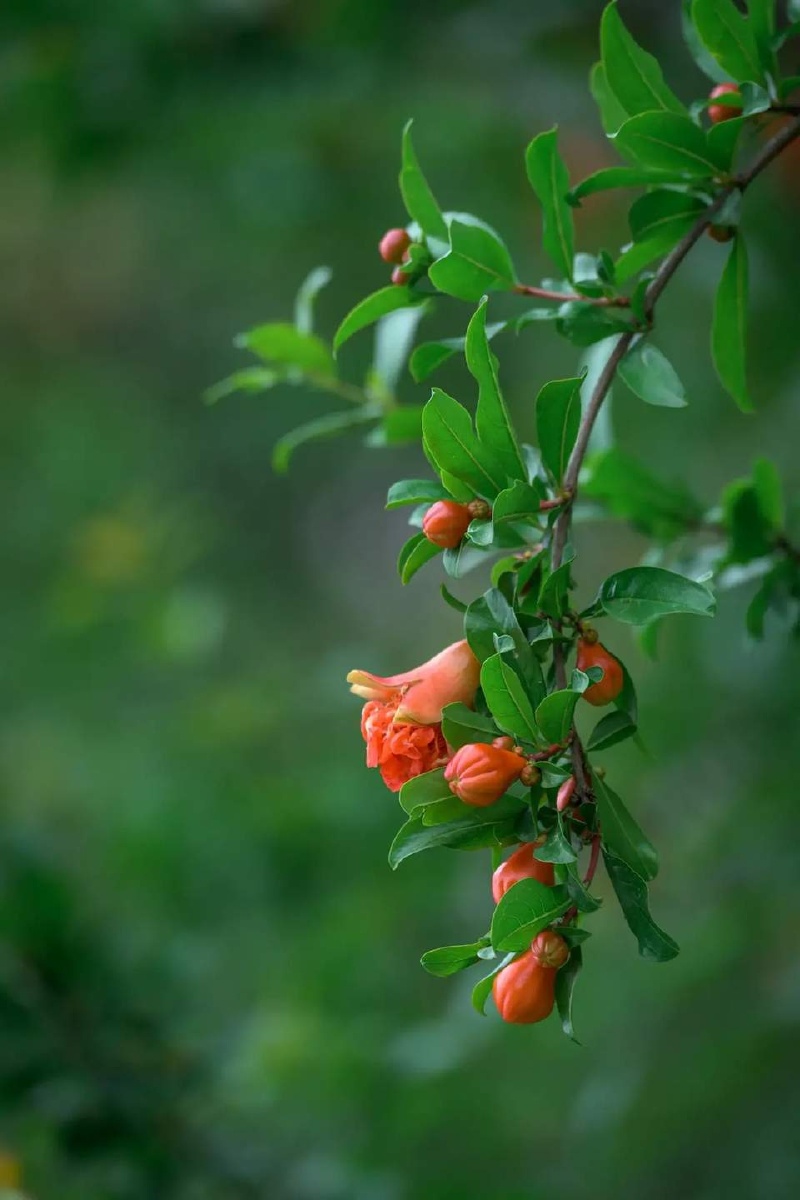 石榴花94 - qunny007 - 图虫