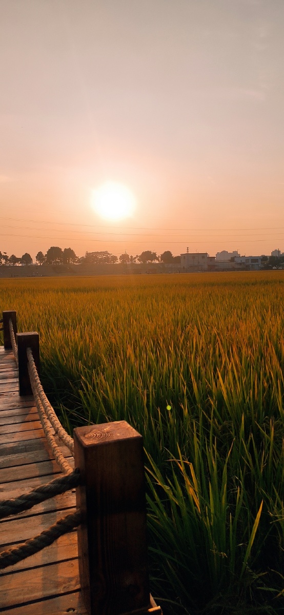 稻香上的落日