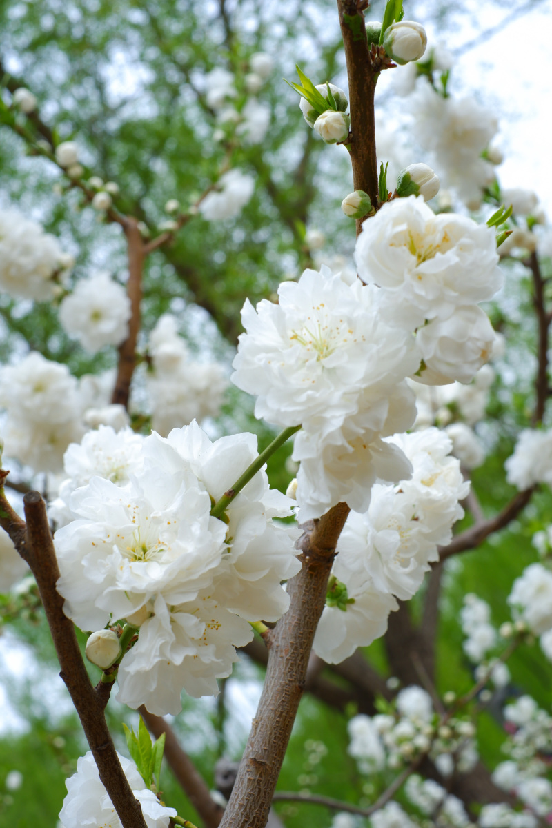 绿叶白花