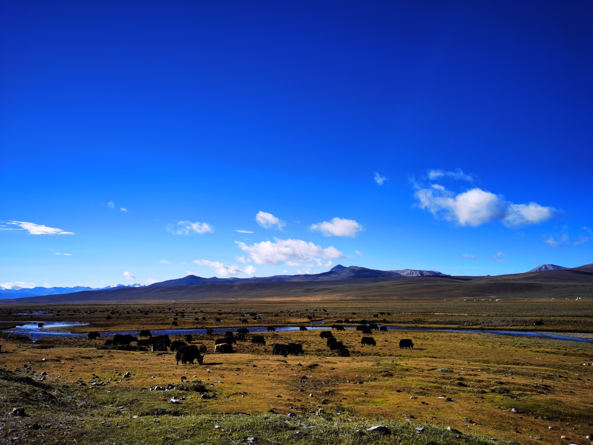 理塘草原 - 羌塘野牦牛 - 图虫