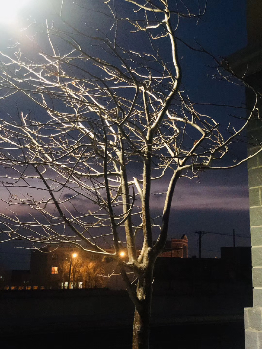 一棵被风吹了多年的树～ - 梦的夜游园