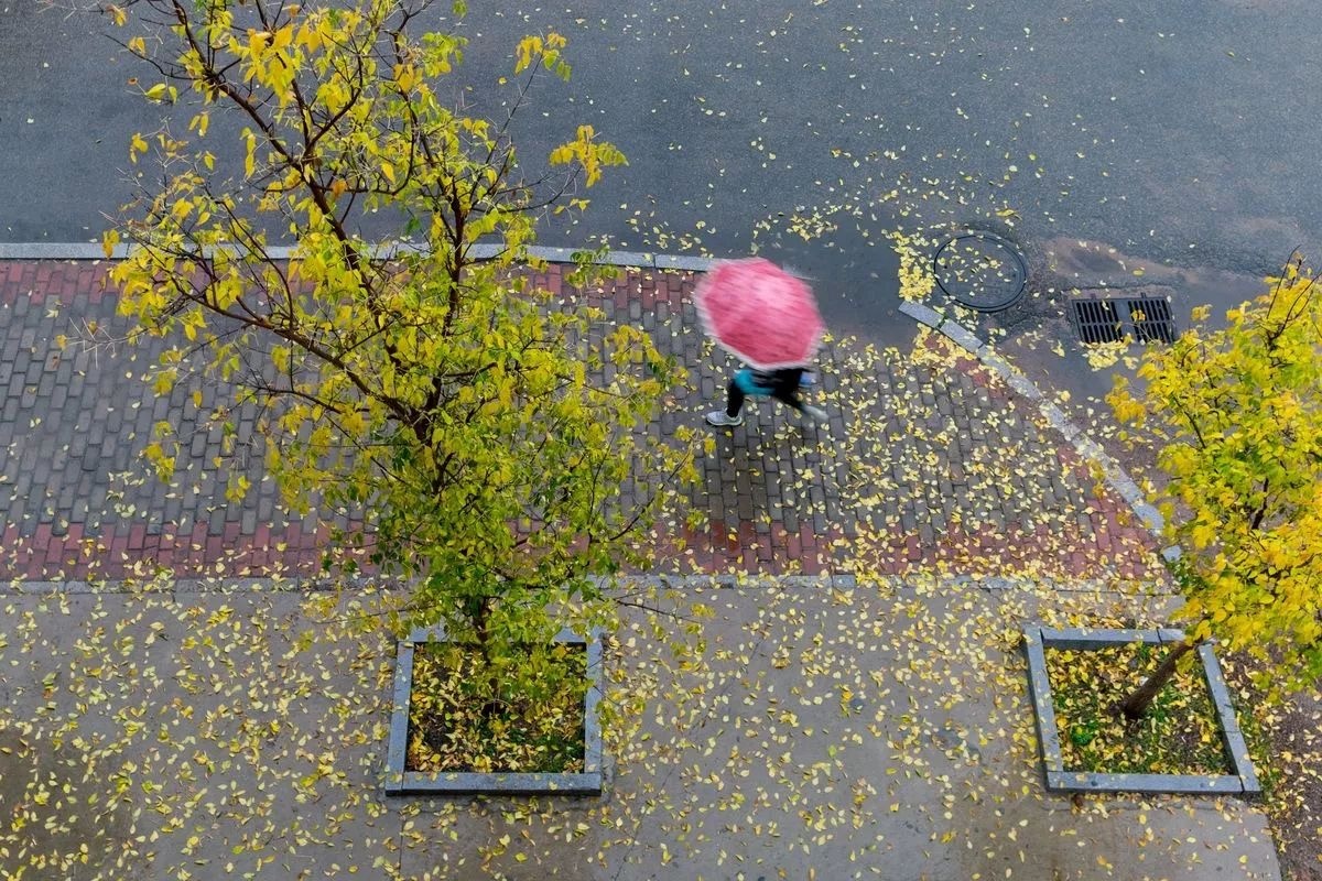 秋风秋雨秋渐凉秋花秋树秋叶黄