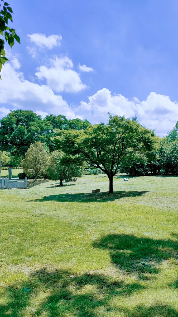 夏日炎炎蓝天白云绿树成荫