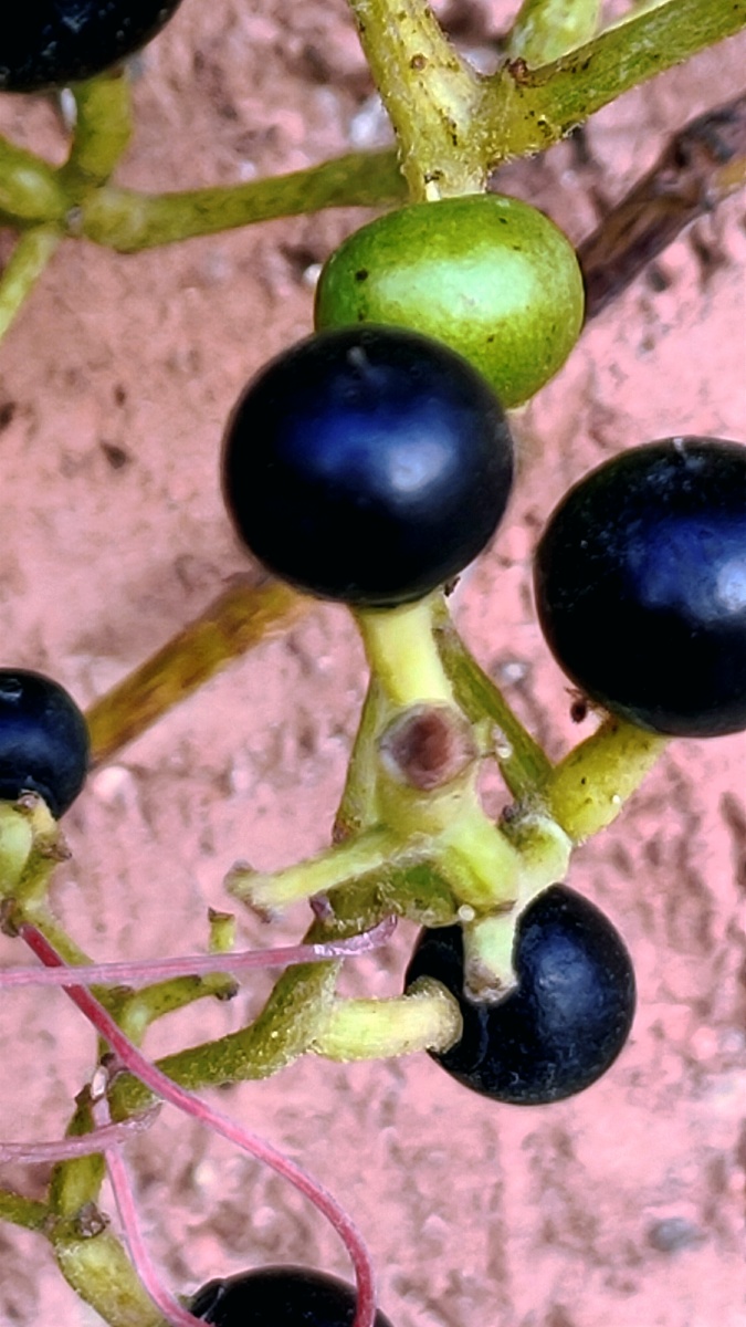 地锦别名奶浆果俗称爬山虎