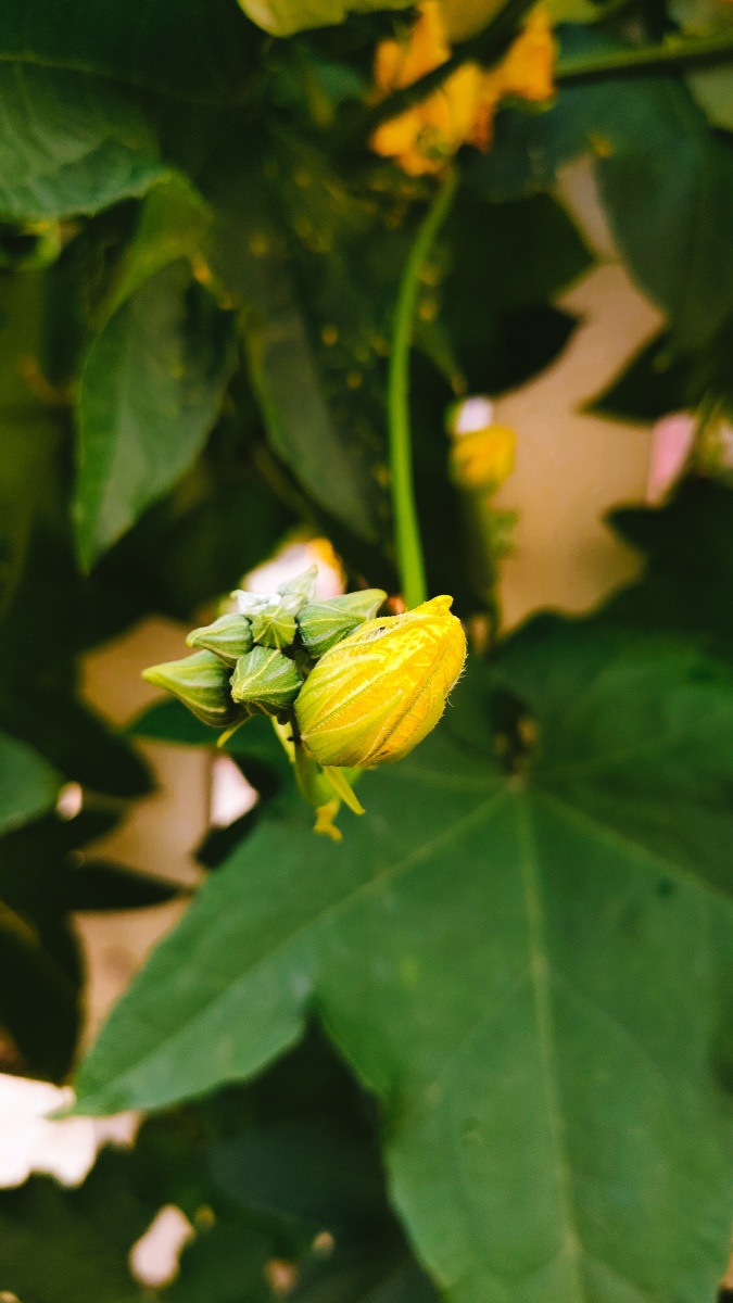 秋丝瓜万物皆有灵立秋已过秋丝瓜蓬勃生长一天一变悄悄的花苞累累开花