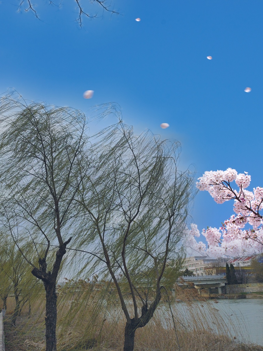 吹面不寒杨柳风吹面不寒杨柳风出自宋代志南的绝句