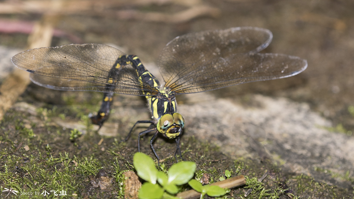 山西黑额蜓产卵