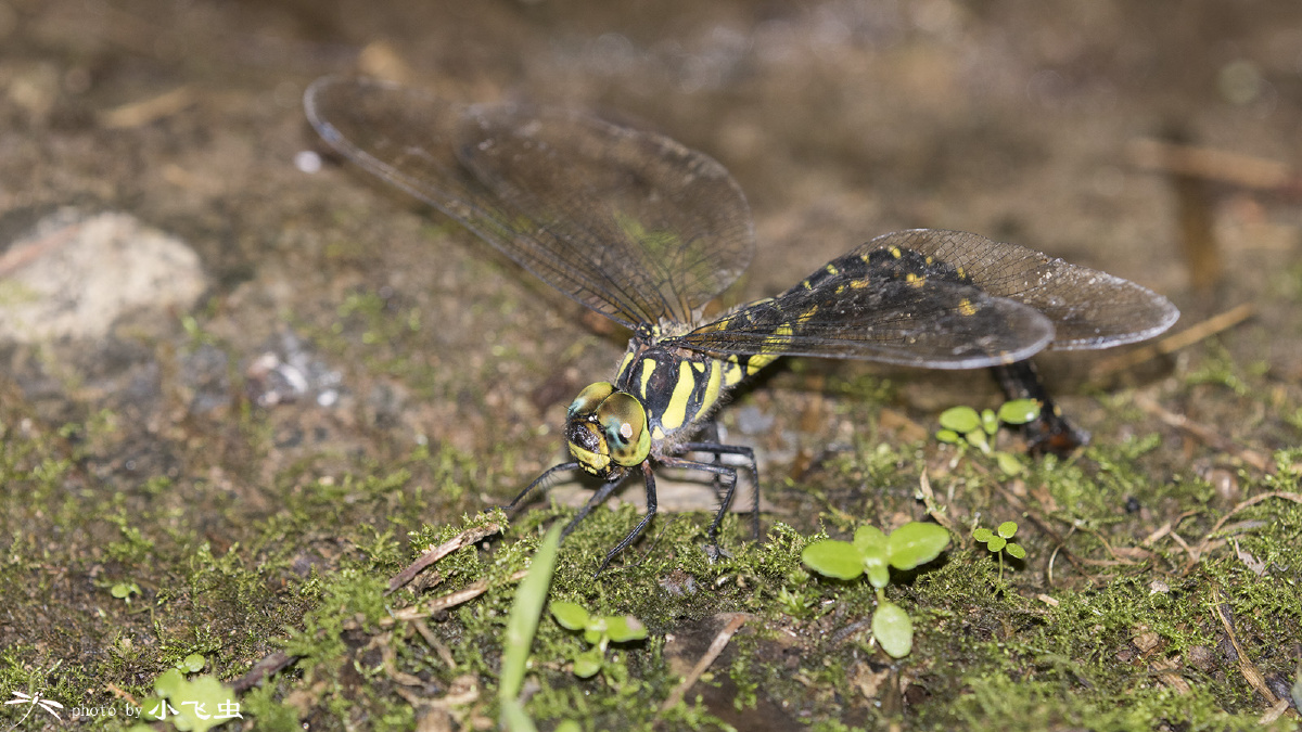 山西黑额蜓产卵