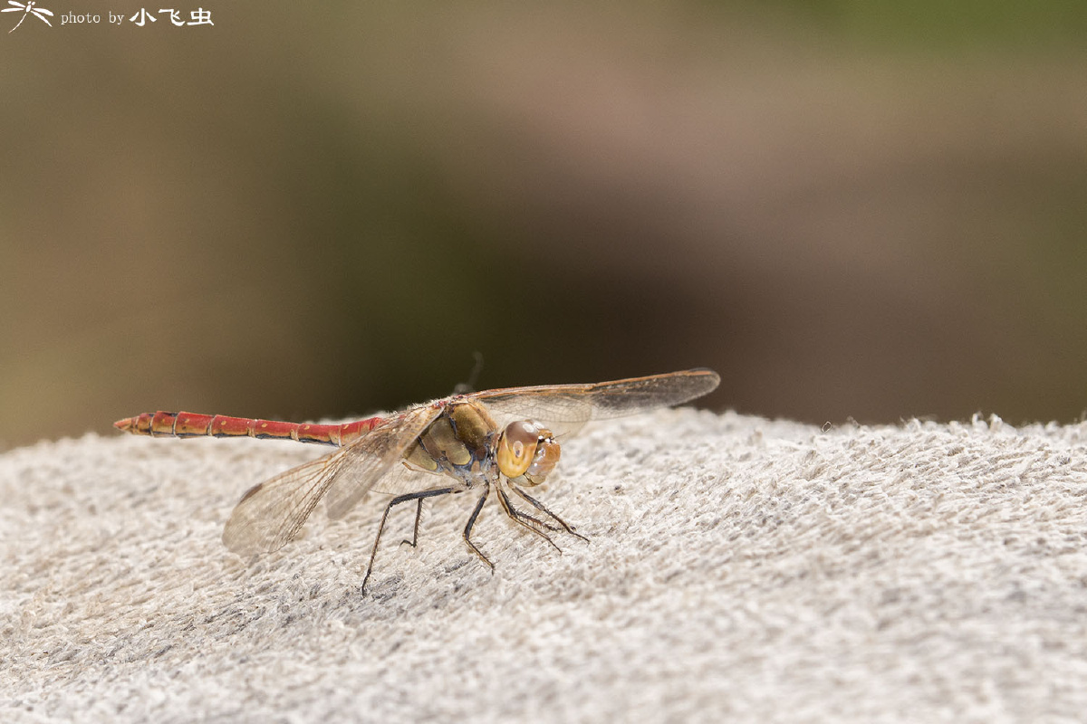 条斑赤蜻 - 小飞虫lh - 图虫