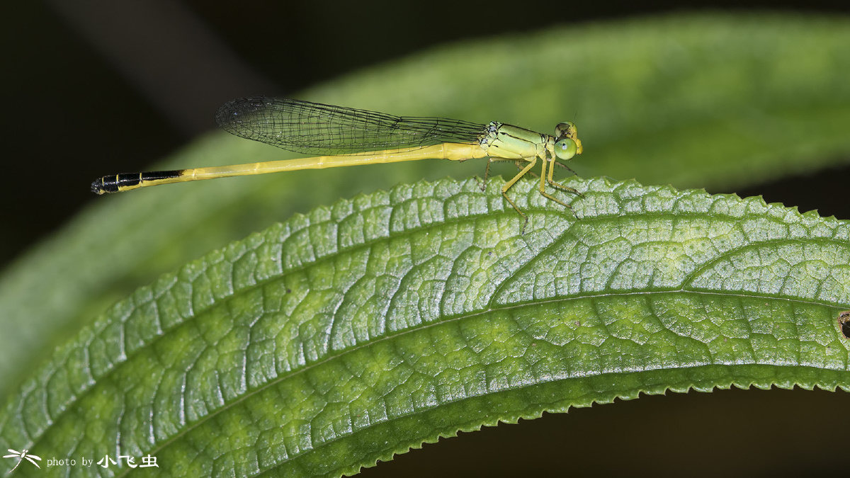 长尾黄蟌 - 小飞虫lh - 图虫