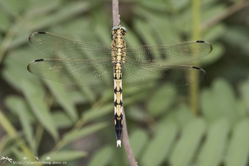 DSC09529-001