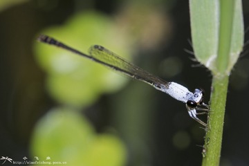 DSC01287-001