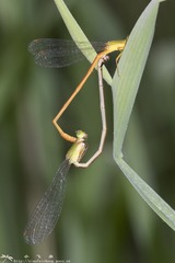 DSC01772-001