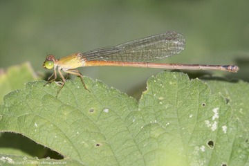 DSC01460-001