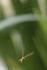 DSC08053-001