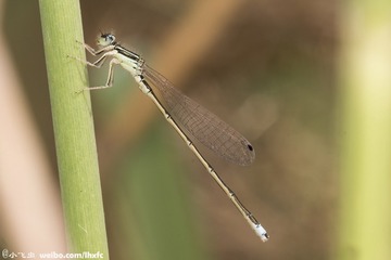 DSC06631-001